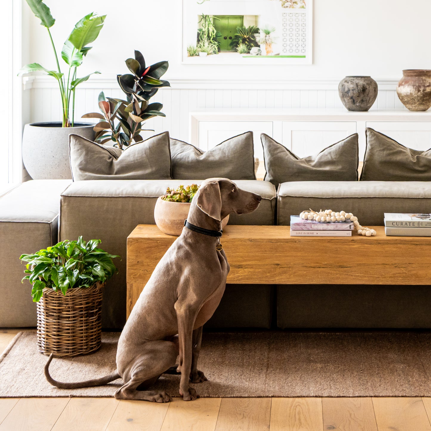 Pet Friendly rugs