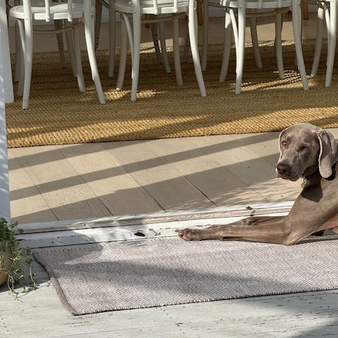 Dog lying on a rug next to outdoor furniture