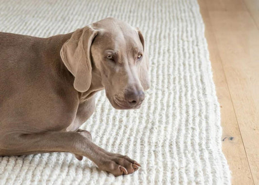 Pet-Friendly Jute Rugs: Durable Options for Your Furry Family