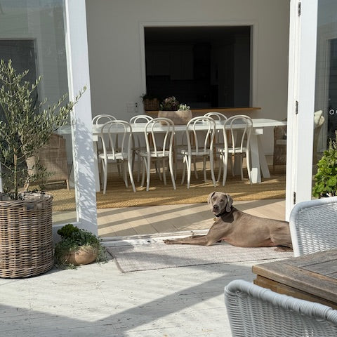 Outdoor patio area with chairs and a dog in a residential setting