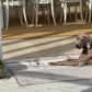Dog lying on a rug next to outdoor furniture