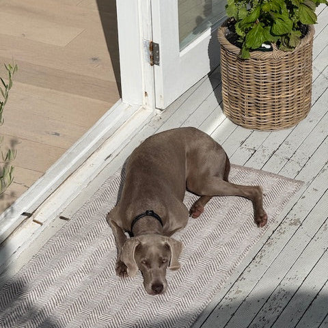 Dog lying on a rug on a wooden deck with a plant in the background