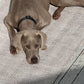 Dog lying on a textured floor with a collar