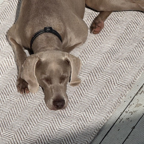 Dog lying on a textured floor with a collar